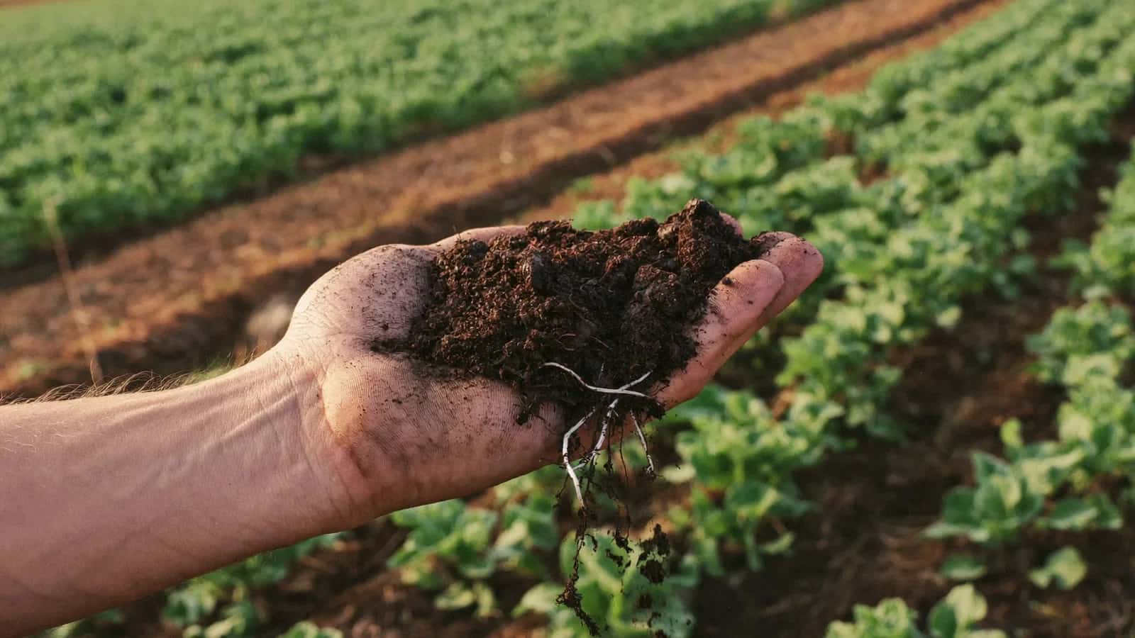Mano sosteniendo un puñado de tierra oscura con raíces sobre las hileras de un cultivo
