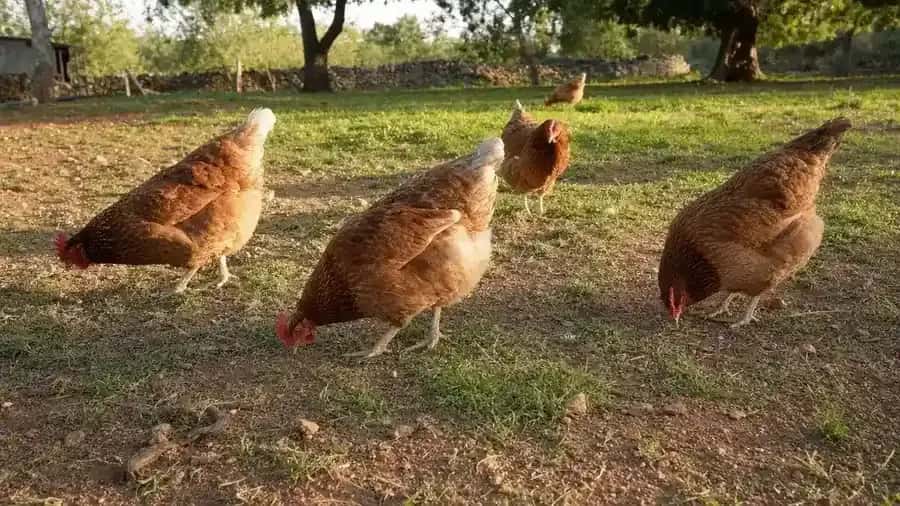 Gallinas rojas picoteando en un prado con árboles al fondo