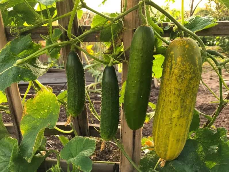 Planta de pepino tutorada con varios frutos, uno de ellos amarillo por pasado