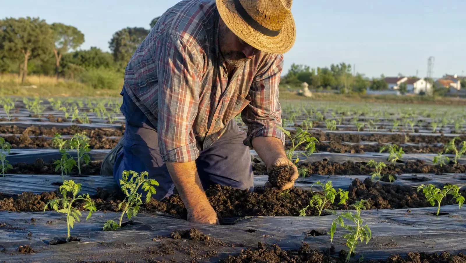 Persona trasplantando tomateras en bancales con acolchado negro