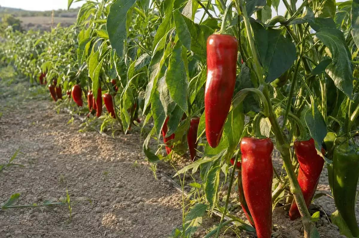 Pimientos rojos alargados en las plantas de una hilera del huerto