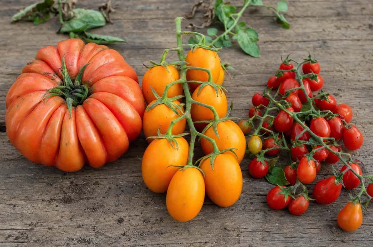 Tomate asurcado, racimo de cherry pera amarillo y cherry rojo sobre una mesa de madera