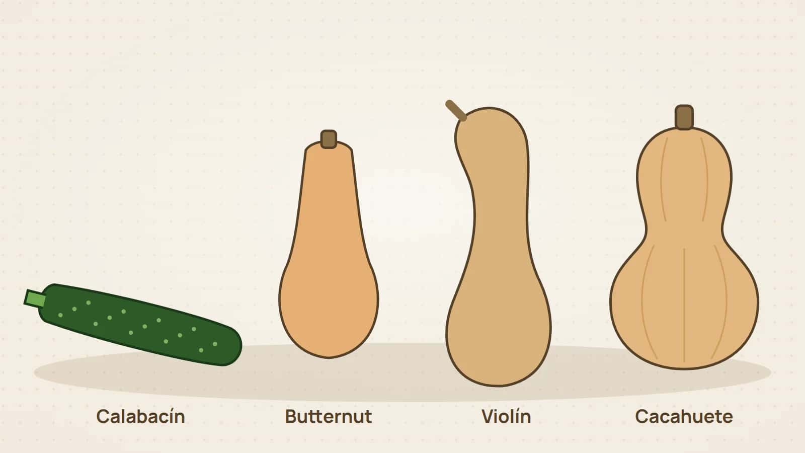 Ilustración de cuatro tipos de calabaza: calabacín, butternut, violín y cacahuete