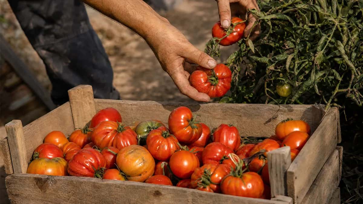 Manos recogiendo tomates maduros e irregulares en una caja de madera