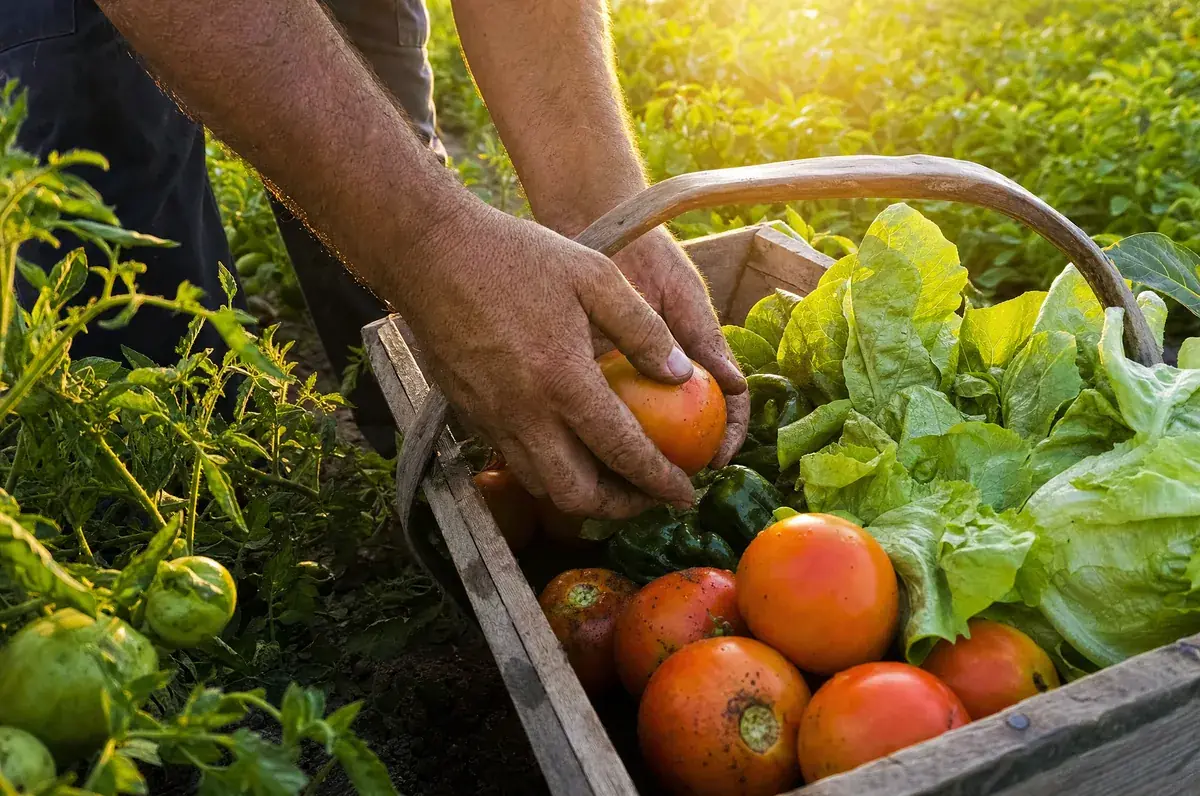 Manos cosechando tomates en una caja de madera con lechugas