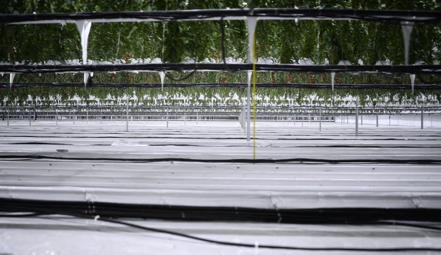 Invernadero industrial en Almería con tomates cosechados verdes en hileras perfectas — imagen que ilustra la producción a escala