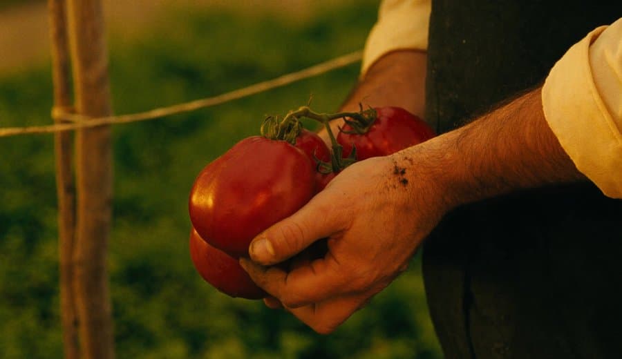 Tomate maduro recién cosechado en finca de Madrid