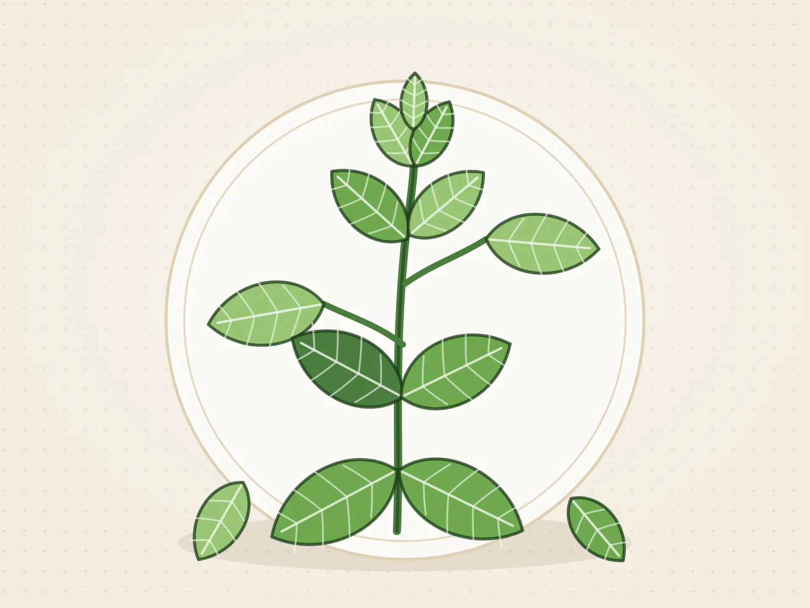 Ilustración de una rama de albahaca con hojas opuestas sobre un plato claro