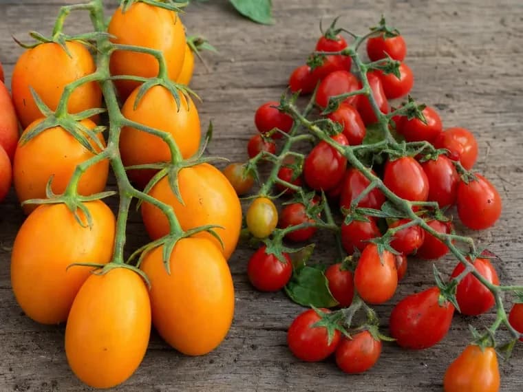 Racimos de tomates cherry rojos junto a tomates amarillos de tipo pera sobre una mesa de madera