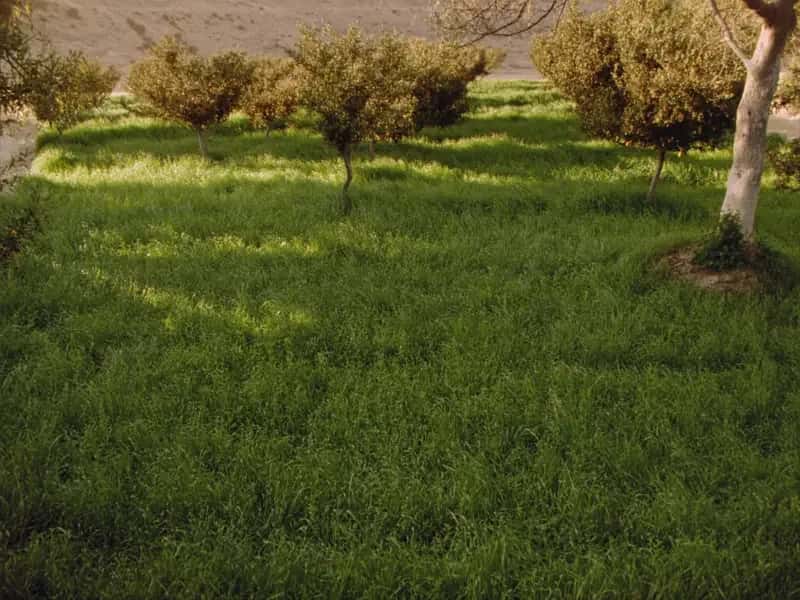 Cubierta vegetal de hierba entre las filas de árboles frutales