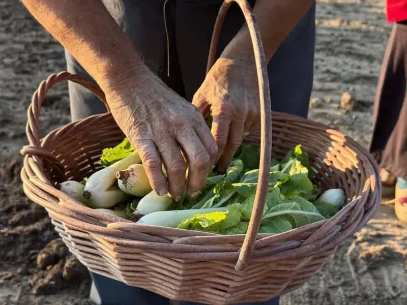 Manos colocando verduras de hoja y raíces blancas en una cesta de mimbre