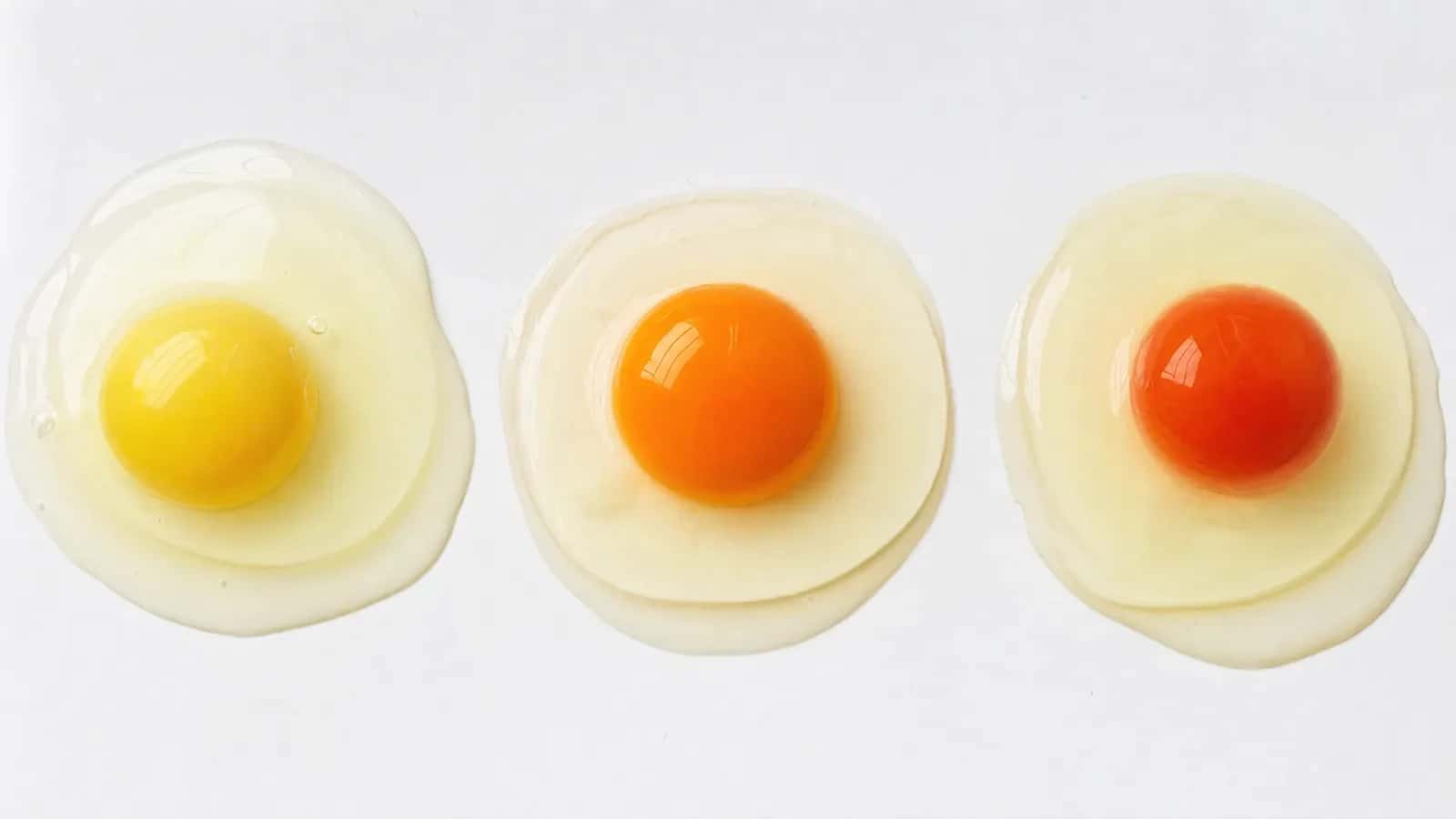Tres huevos abiertos con yemas de distinto color, de amarillo pálido a naranja intenso