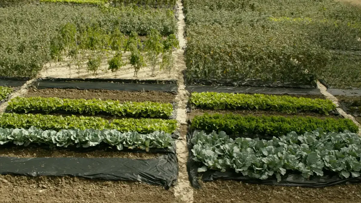 Bancales de hortalizas en rotación, con acolchado, en un campo abierto