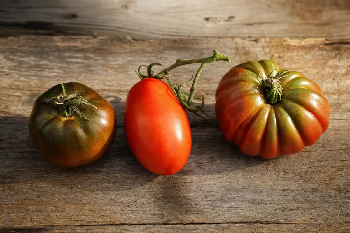 Kumato, tomate Raf de Almería y tomate rama canario alineados sobre tabla de madera rústica — comparativa visual de color, tamaño y forma en el momento óptimo de cada variedad