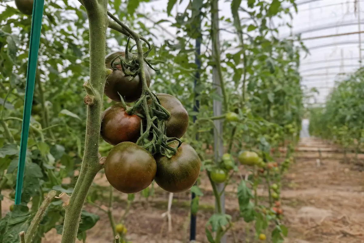 Racimo de tomates kumato en la planta dentro de un invernadero andaluz — color marrón-verdoso uniforme, sin retoques, con los tallos y hojas visibles
