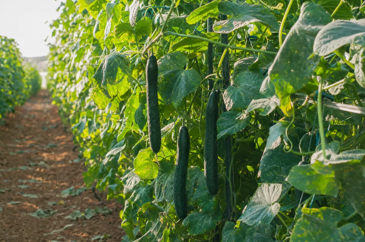 Pepinos cultivados en espaldera en una finca de la red MyOwnVeggies cerca de Aranjuez
